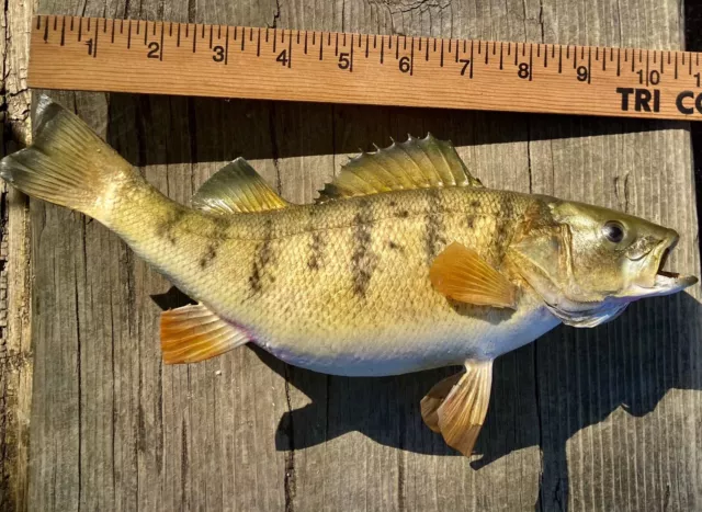 10+ Inch Perch Fish Mount - Real Skin - Taxidermy