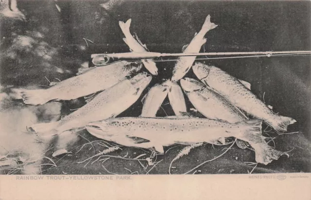 Yellowstone Park 1904 Haynes Photo Collotype Rainbow Trout Vtg Postcard E7