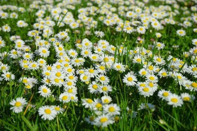 Common Lawn Daisy Seeds - Bellis Perennis - 100 to 500 - UK Native Wildflower