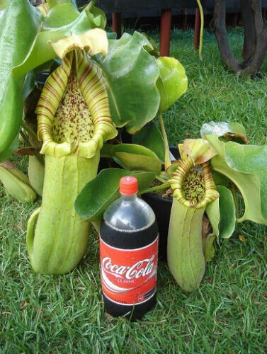 Come Potare Nepenthes Ampullaria