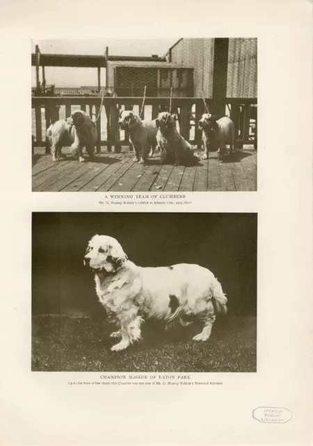 Clumber & Spaniel Named Dogs  Original Antique Dog Print Page From 1906