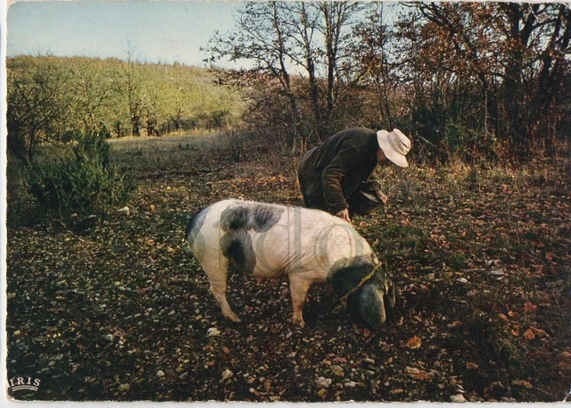 CP * LE PERIGORD PITTORESQUE * chercheur de truffes avec cochon _ porc _ SARLAT