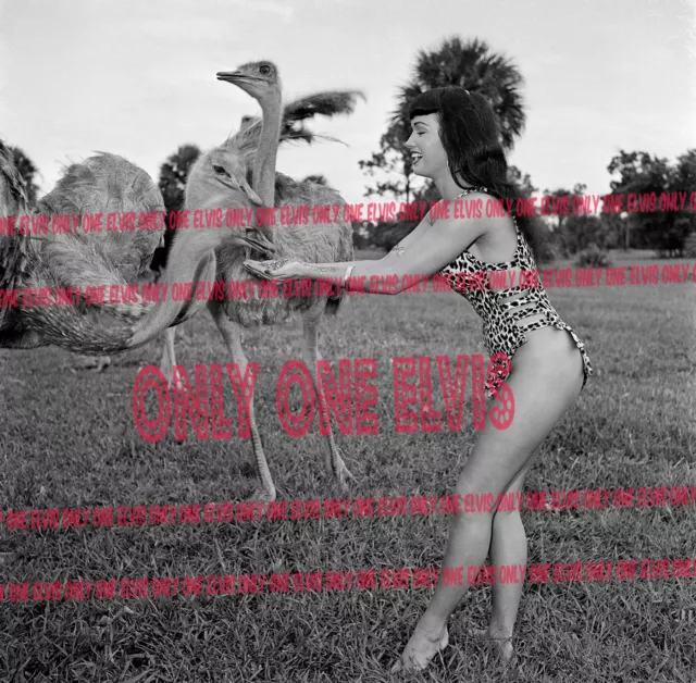 1954 BETTIE PAGE 20x20 LARGE Photo "QUEEN OF PIN-UPS" SEXY SHOT Feeding Ostrich