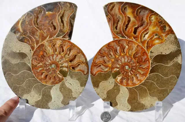 Cut Split PAIR Ammonite Deep Crystal Cavity 110myo Fossil 180mm XXXL 7.2" 1436xx