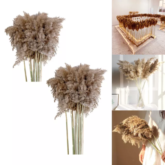 10cps Dried Pampas Grass Phragmites Reed Flower Bunch Home Garden Boho Decor