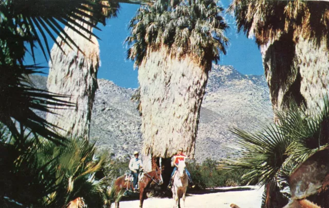 Andreas Canyon, Palm Springs, California --POSTCARD