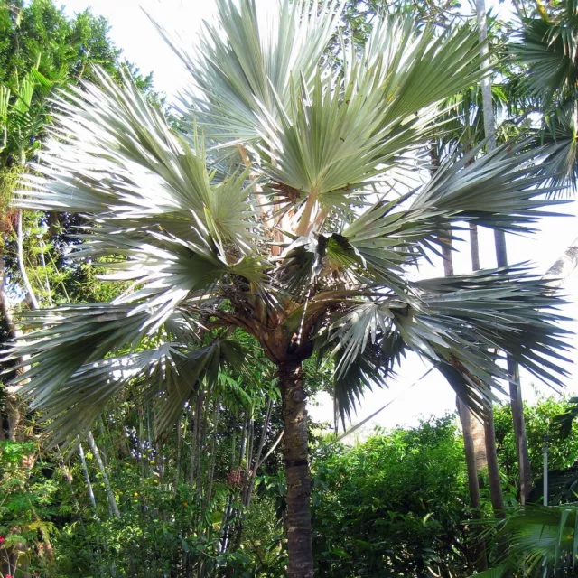 Blue Latan Palm (Latania loddigesii)  - 3 seeds
