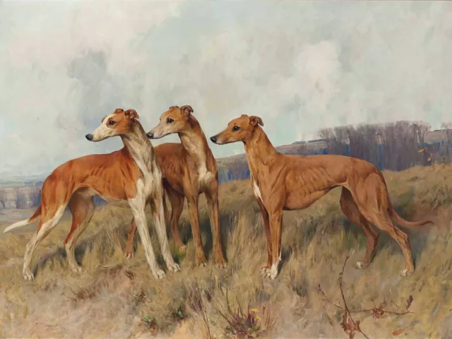 Three Greyhounds on the Valley 16 x 12 in Rolled Canvas Art Print Dog Portrait
