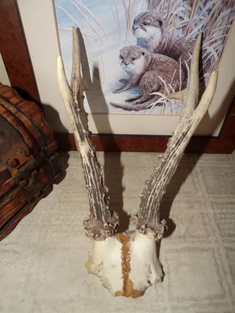 ROE DEER Antlers Taxidermy