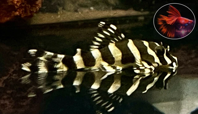 1 Pleco L134 ( Size 3+ Cm)  - Fancy Leopard Frog Pleco - High Quality Live Fish
