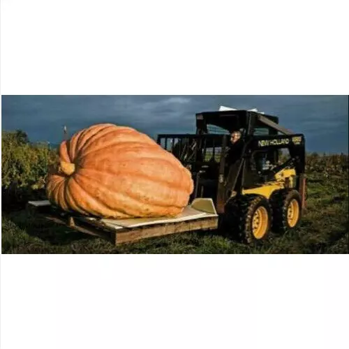 Giant Pumpkin - Atlantic Giant, 12 Seeds + Free Shipping + Free Gift