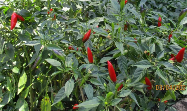50 Very Hot Tabasco Chilli Seeds African Birds Eye Chilli Seeds Thai Chilli Seed