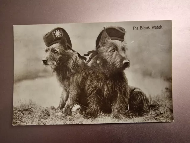 The Black Watch, Scottish Terrier Dogs In Black Watch Berets.  Ww1 Rp Postcard