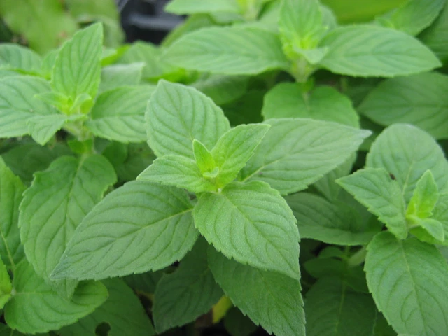 Lemon Mint Seeds 500+ Monarda Citriodora Herb Heirloom ANNUAL USA FREE SHIPPING