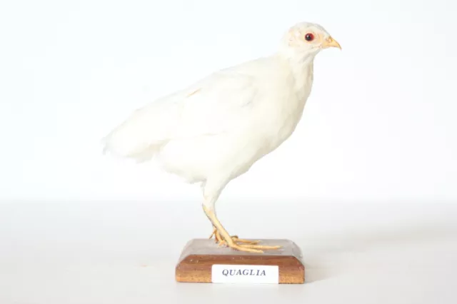 Taxidermy-hunting-chasse-präparat- Common Quail (albino) with permit