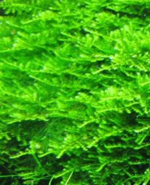 Christmas Moss-live aquarium plant (Buy 2, Get 1 FREE)Vesicularia Montagnei