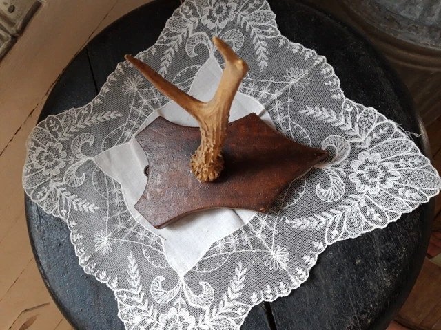 Ancien trophée chasse socle bois déco cabinet curiosités old