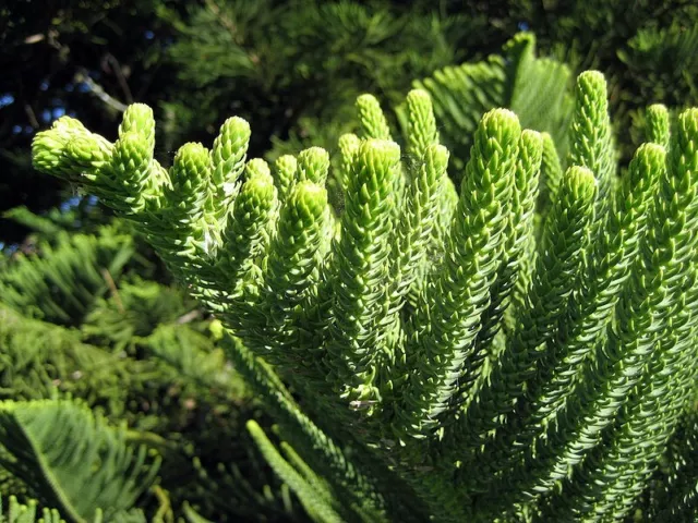 Norfolk Island Pine Tree 20 Seeds Araucaria Heterophylla Very Hardy Easy To Grow 3