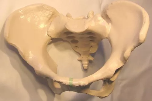 Female pelvis pelvic anatomical model human lifesize 2