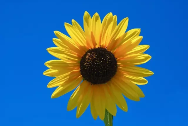 50 SKYSCRAPER SUNFLOWER Helianthus Annuus Flower Seeds