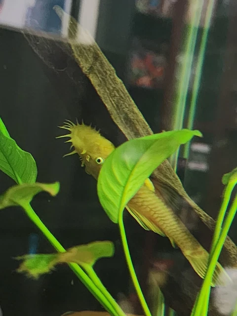 Lemon Blue Eye Pleco L144 (2) Tank Raised 1 Inch +  2 Fish