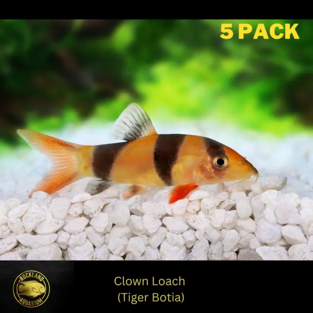 5 pack Clown Loach - Chromobotia macracanthus - (5x) Live Fish (2"+)
