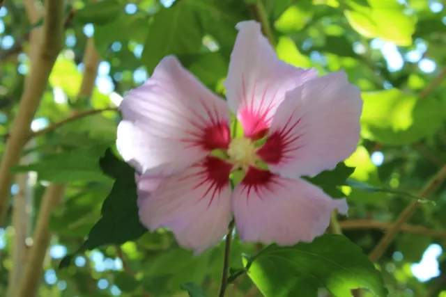 Garten-Hibiskus Hibiscus syriacus Roseneibisch winterhart 400 Samen viele Blüten