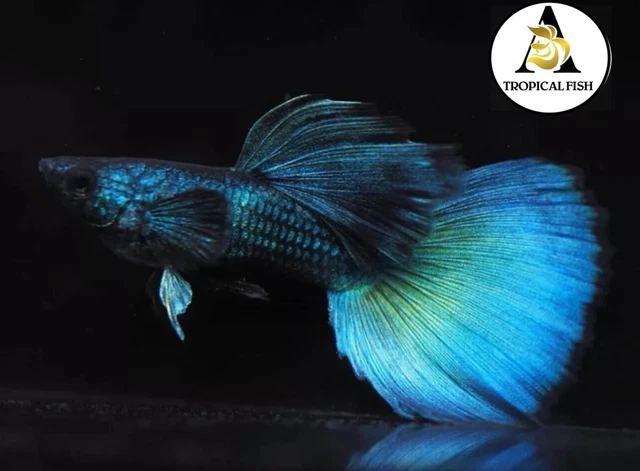 1 Pair - Live Aquarium Guppy Fish High Quality - Green Moscow Fancy VIP