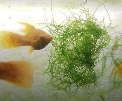 Best Quality! Java Moss Easy Aquarium Plant Premium Bunch (Taxiphyllum Barbieri)