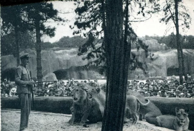CPA - Parc zoologique de Vincennes - Le travail des lions sur leur plateau