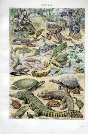 Reptiles Planche N° 7 main image 1