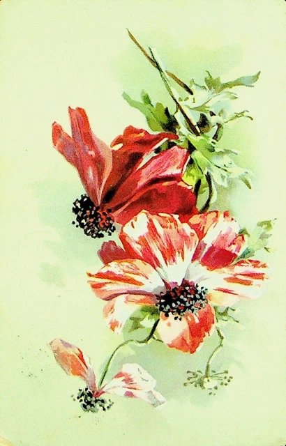 Belgique 1908 5c Largeur / Défaut Sur Voeux Fleurs Upu Ppc To Hofstade