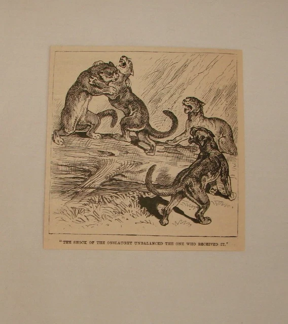 1884 magazine engraving ~ FIGHTING COUGARS
