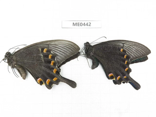 Butterfly. Papilio maackii ssp. Jilin, Baishan, Fusong county. 1P. ME0442.
