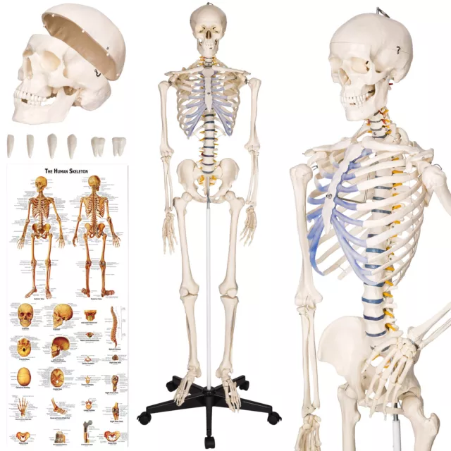 Life Size Skeleton Anatomical Model Human Medical Anatomy Skull incl. Poster