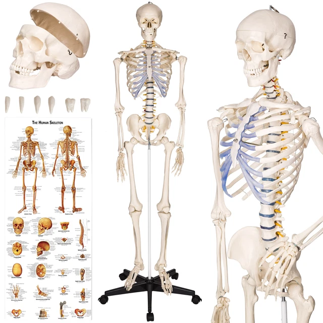 LIFE SIZE SKELETON Anatomical Model Human Medical Anatomy Skull incl
