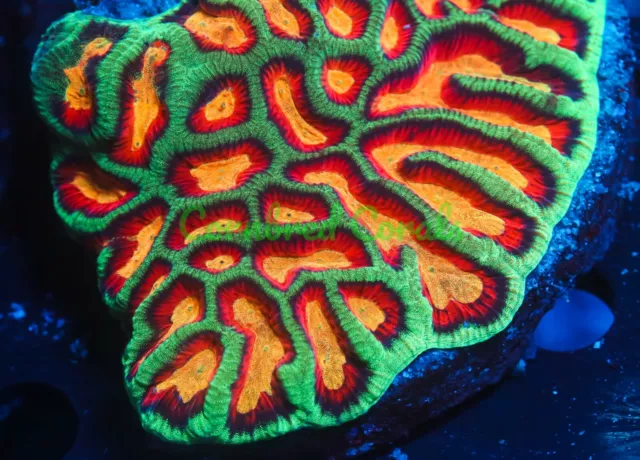 Cornbred's Flaming Maze Brain - Frag - LIVE CORAL