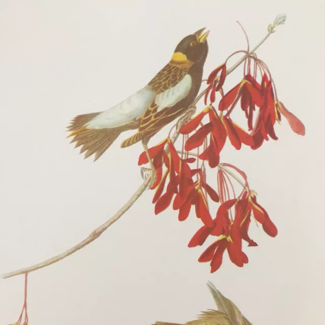 Arthur Singer Bobolink Dolichonyx Oryzivorus Bird Audubon Color Prints 9" x 12"