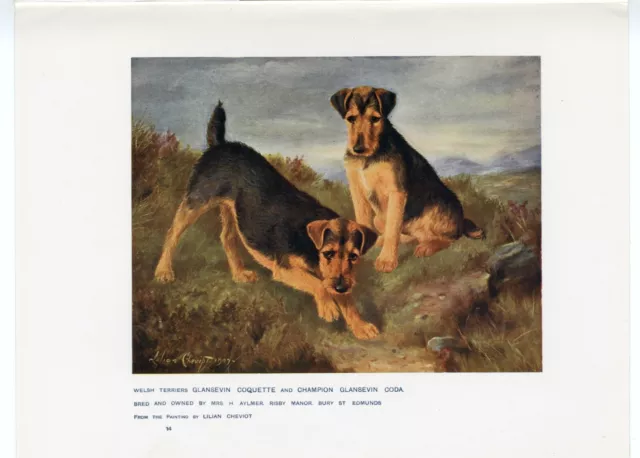 WELSH TERRIER NAMED DOGS ANTIQUE 1907 DOG ART PRINT artist LILLIAN CHEVIOT