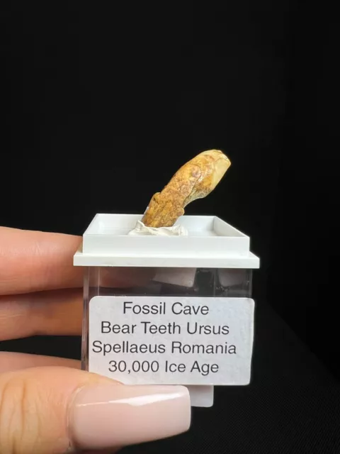 Fossil Cave Bear Tooth From Romania- Ice Age- (Box Included) Collectors Piece