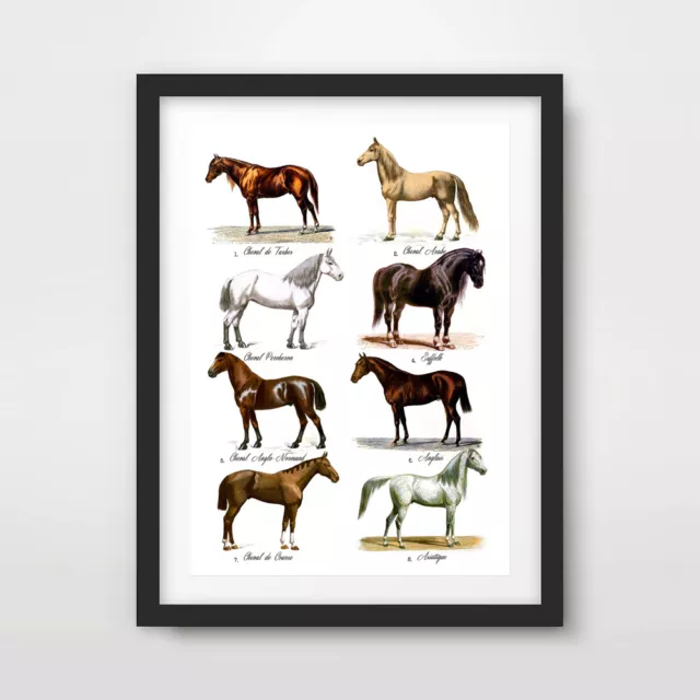 VINTAGE HORSE BREEDS PICTURE CHART EQUESTRIAN ART PRINT Poster Decor Wall Animal