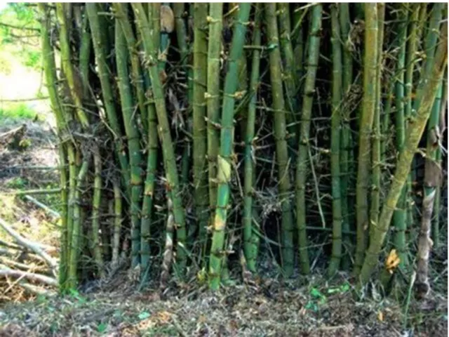Bamboo Seeds, Moso, Male, Giant Thorny, Viable, UK Seller