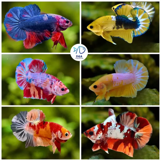 1 Pair-Koi Multiple Galaxy color Live Betta Fish Halfmoon Plakat  Assorted Color