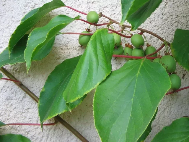 7 Graines Actinidia arguta, Kiwaï, kiwi de Sibérie