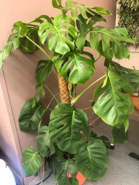 6 Feet Tall Plant Very Tall Monstera  Monster Gigantic Leaves With Moss Stick