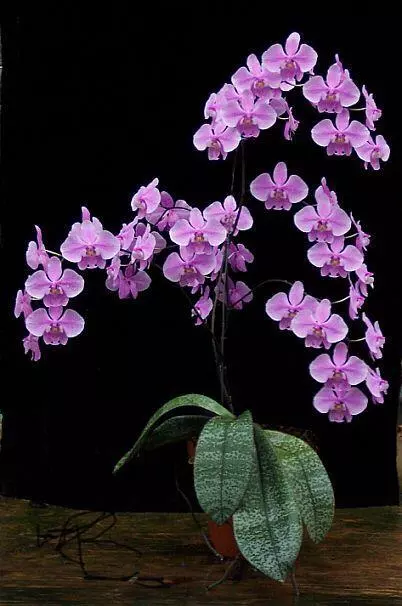 ORCHID - Phalaenopsis Schilleriana - SPECIES - RARE