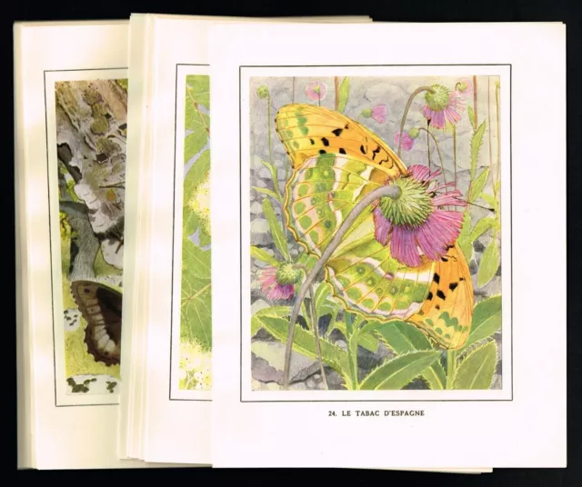 Lot von 34 antiken Schmetterlingen und Nachtfaltern, Robert's Entomology 1938
