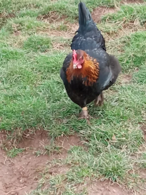 6 Exhibition Quality French Copper Black Marans LF Hatching Eggs  A&J Poultry