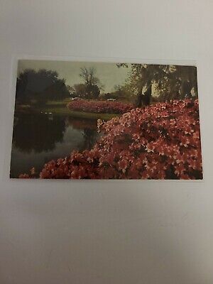 Vintage Postcard Azaleas In Bloom At Sylvan Abbey Clearwater FL Florida #334