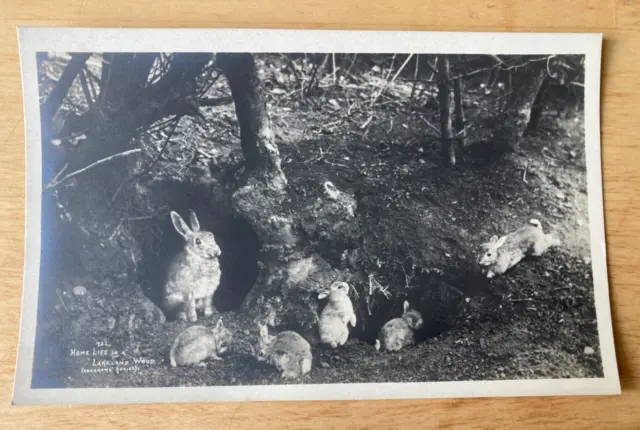 Rabbits, Home life in Lakeland Wood (Abraham's Series) Vintage postcard